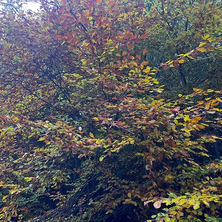 Appartement Piccola Marmotta *