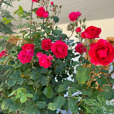 Piccola Marmotta * Ovindoli