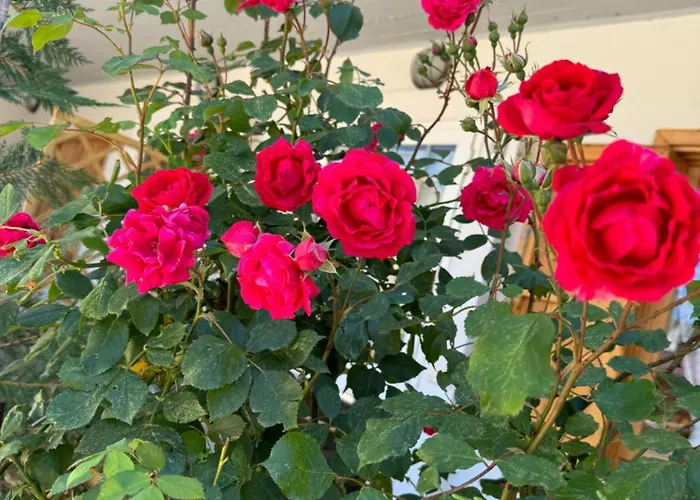 Piccola Marmotta * Ovindoli